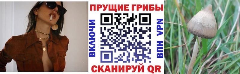 гидра ONION  Соликамск  Галлюциногенные грибы Psilocybine cubensis 
